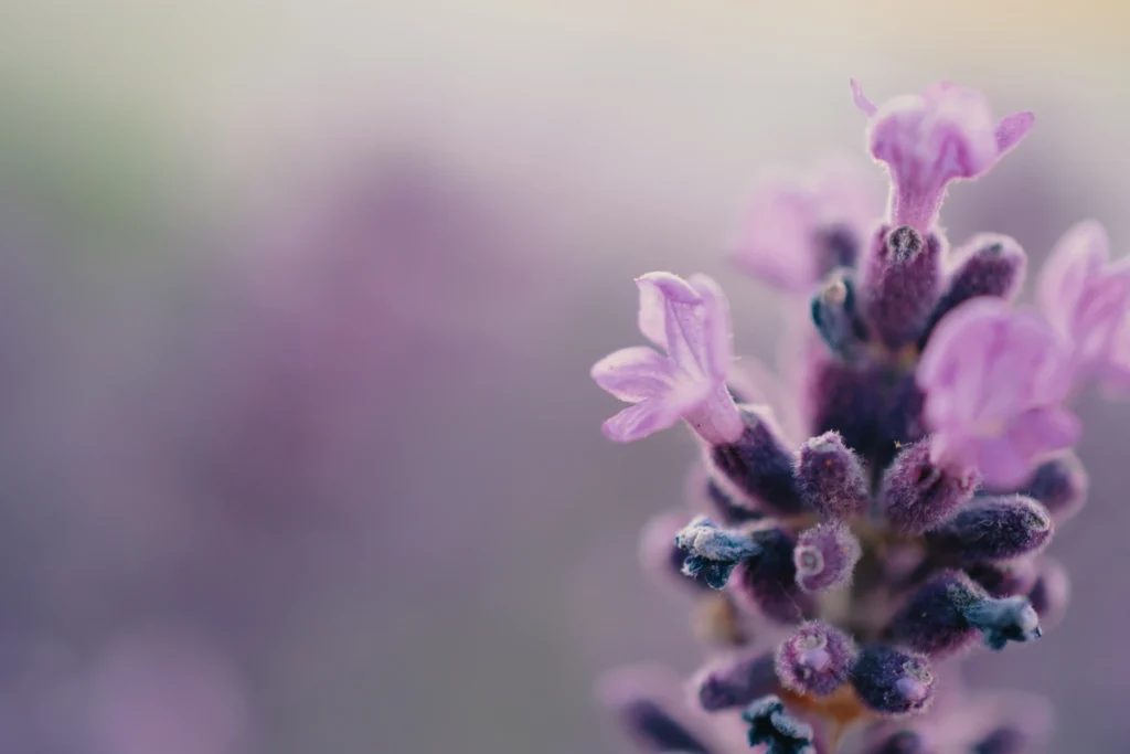 violette Blume