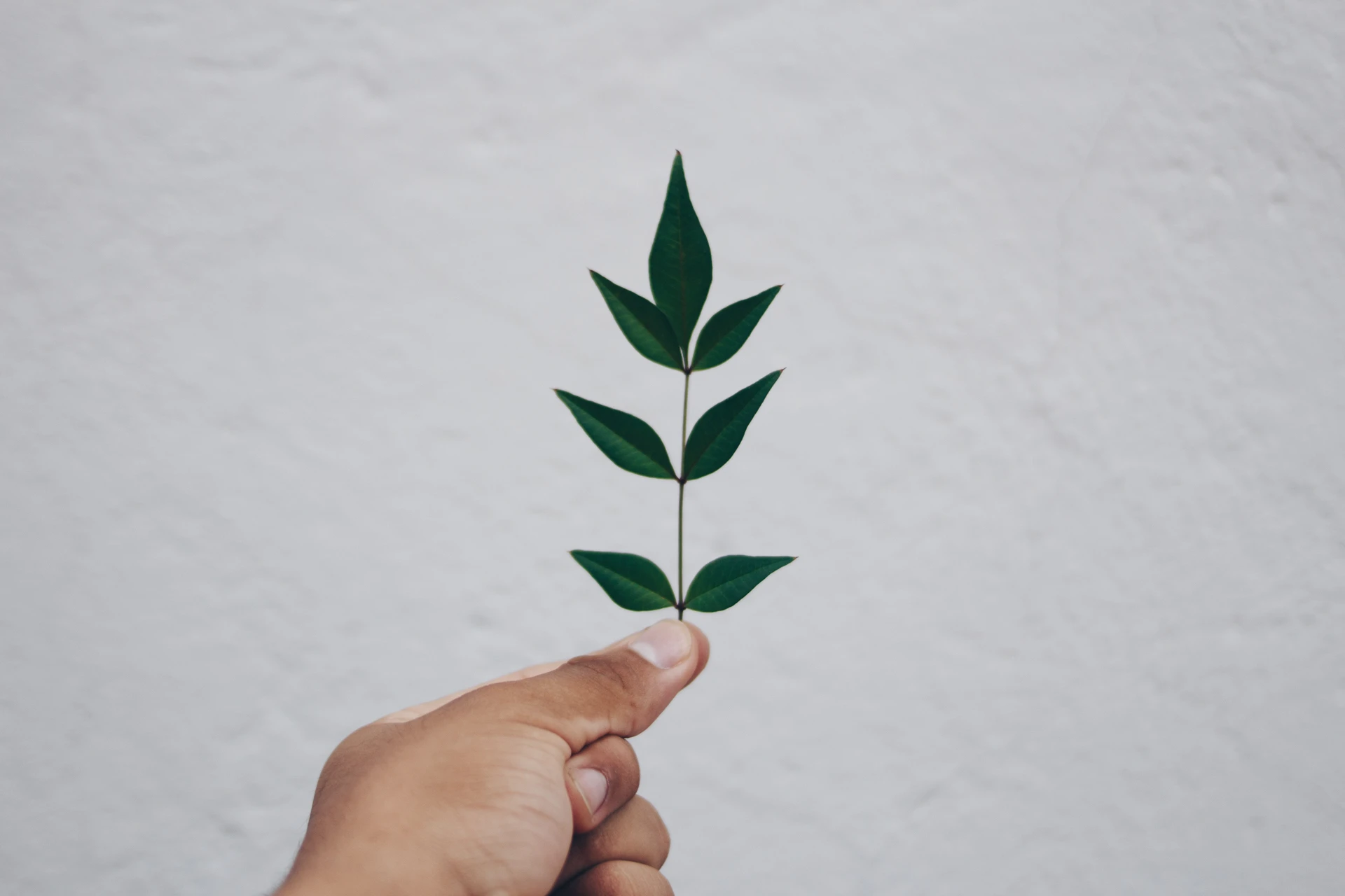 grünes Blatt in einer Hand