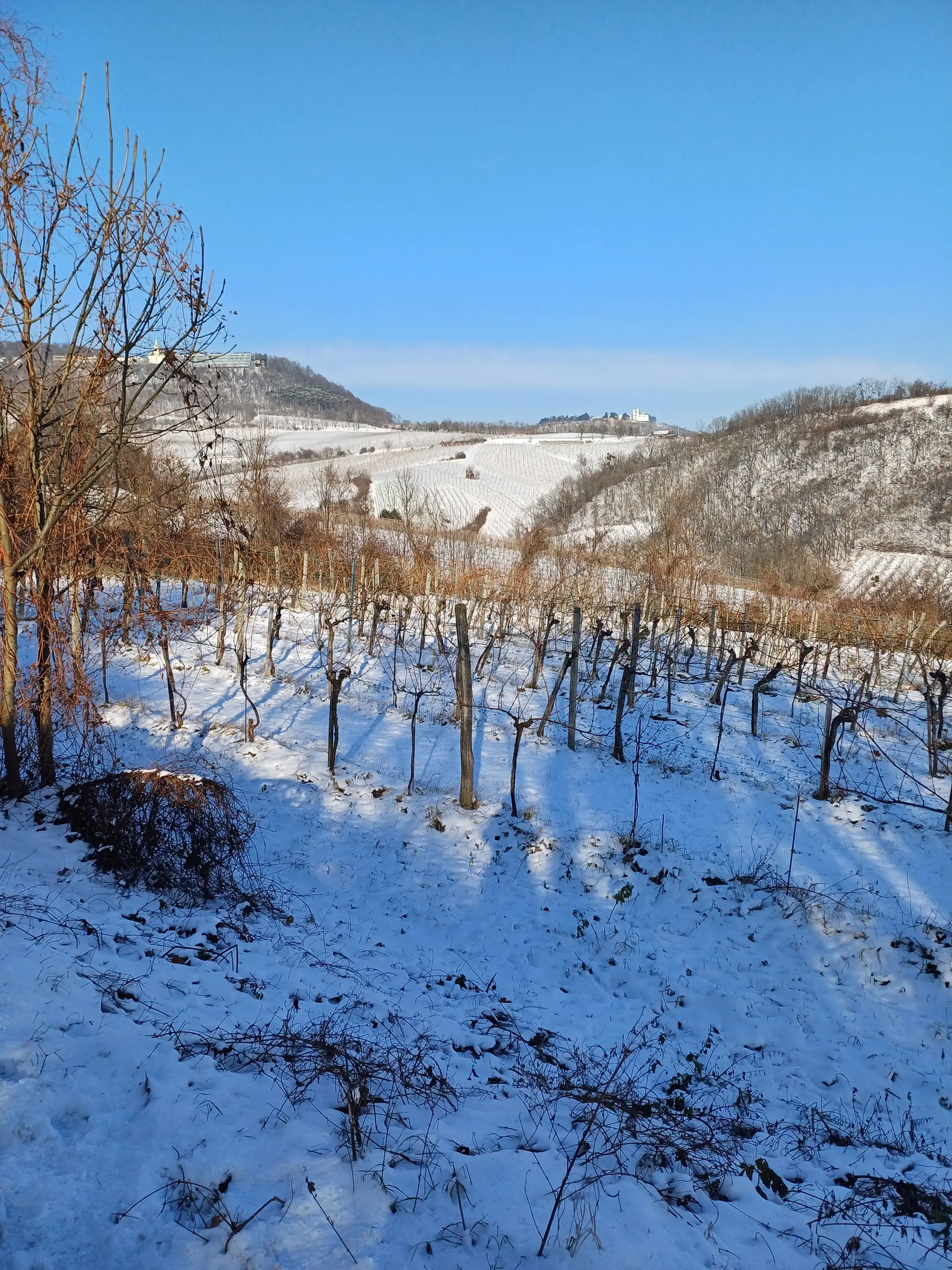 Weinberg im Winter